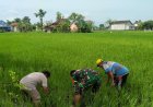 Dorong Peningkatan Produksi Padi, Sertu Feri Dampingi Petani Bersihkan Gulma