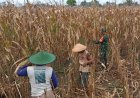 Serka Bambang Dampingi Petani Panen Jagung, Dukung Program Ketahanan Pangan Nasional