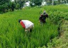 Dukung Ketahanan Pangan, Serka Rapingi Dampingi Petani Bersihkan Gulma
